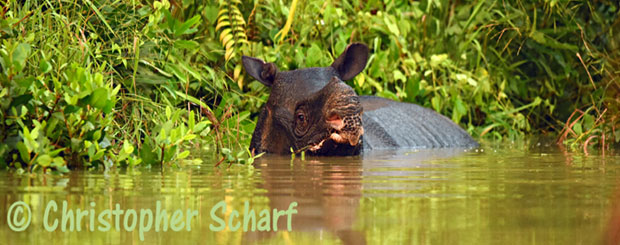 java rhino ujung kulon
